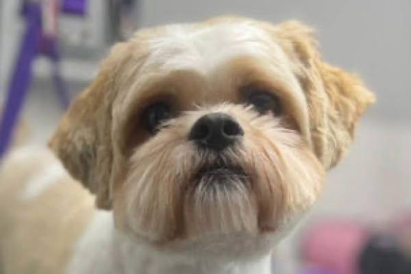 Dog Grooming Treatments